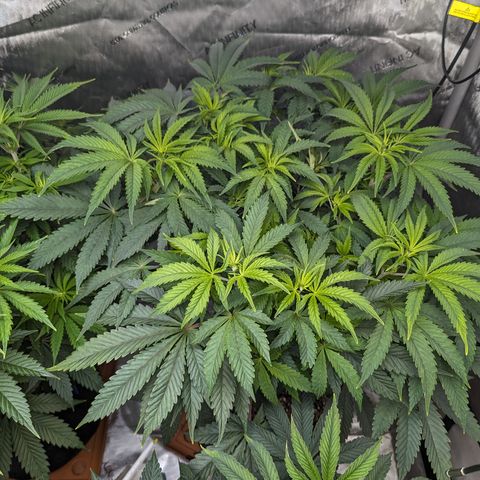 Permanent Marker x Gary Satan growlog timeline photo