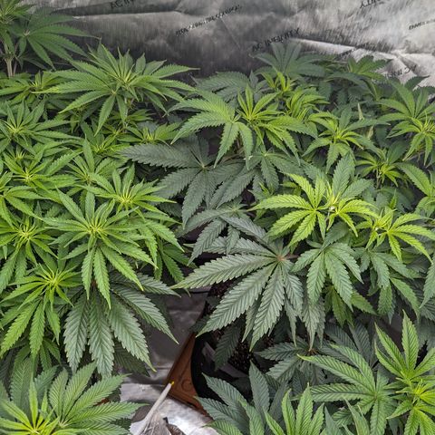 Permanent Marker x Gary Satan growlog timeline photo