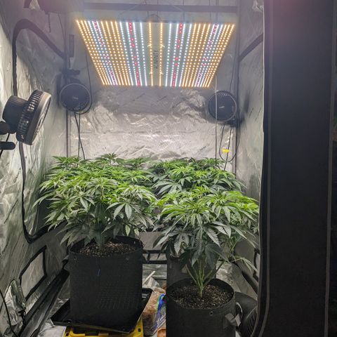 Permanent Marker x Gary Satan growlog timeline photo