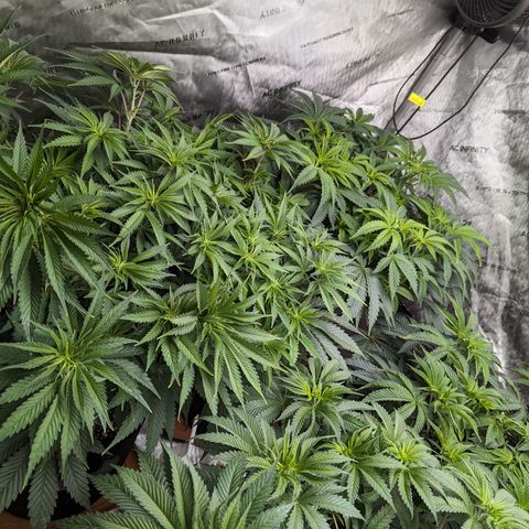 Permanent Marker x Gary Satan growlog timeline photo