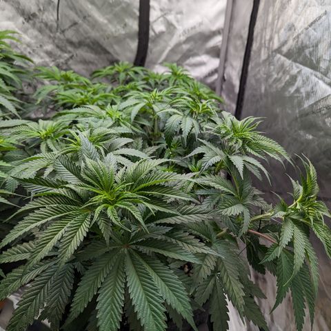Permanent Marker x Gary Satan growlog timeline photo