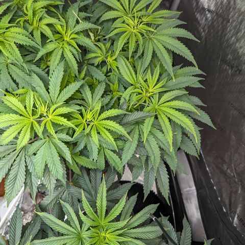 Permanent Marker x Gary Satan growlog timeline photo