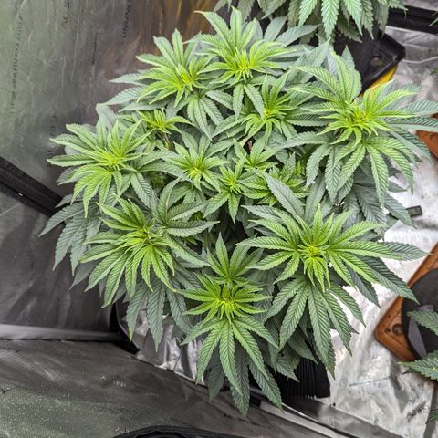 Permanent Marker x Gary Satan growlog photo: Big plants