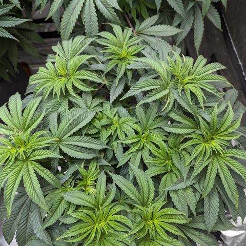 Permanent Marker x Gary Satan growlog photo: Big plants