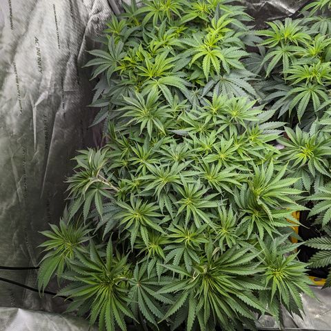 Permanent Marker x Gary Satan growlog timeline photo