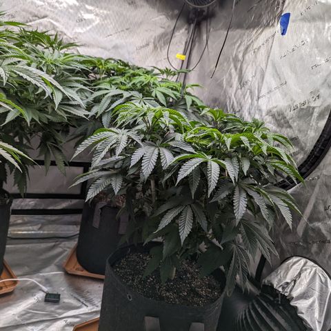 Permanent Marker x Gary Satan growlog photo: Big plants