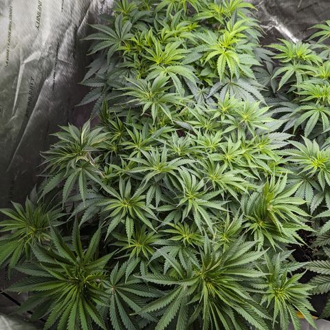 Permanent Marker x Gary Satan growlog timeline photo