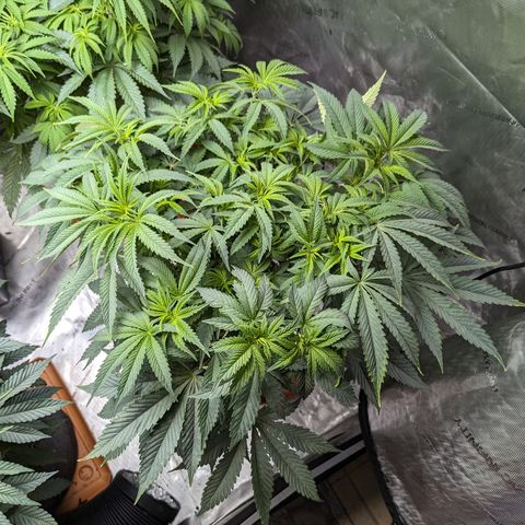 Permanent Marker x Gary Satan growlog photo: Big plants