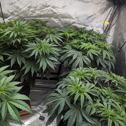 Permanent Marker x Gary Satan growlog photo: Big plants