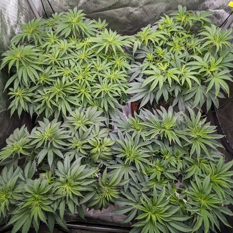 Permanent Marker x Gary Satan growlog timeline photo