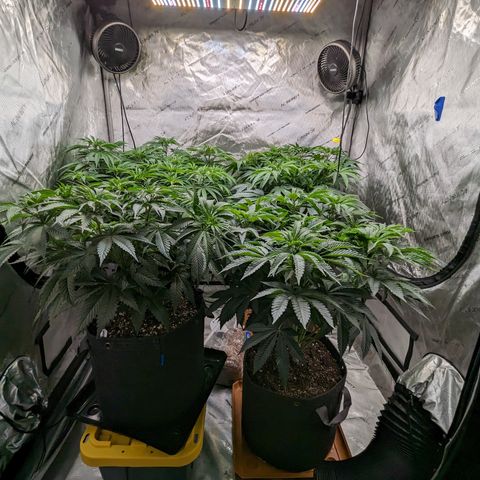Permanent Marker x Gary Satan growlog timeline photo