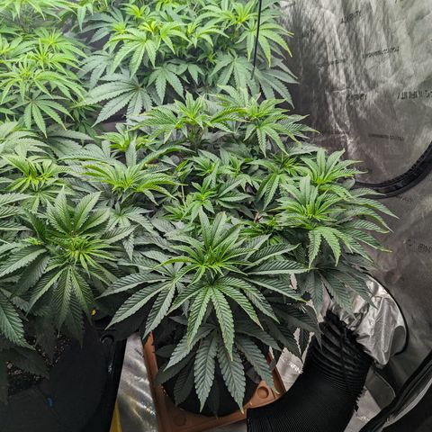 Permanent Marker x Gary Satan growlog timeline photo