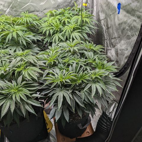 Permanent Marker x Gary Satan growlog timeline photo