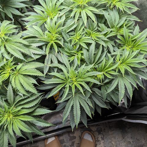 Permanent Marker x Gary Satan growlog timeline photo
