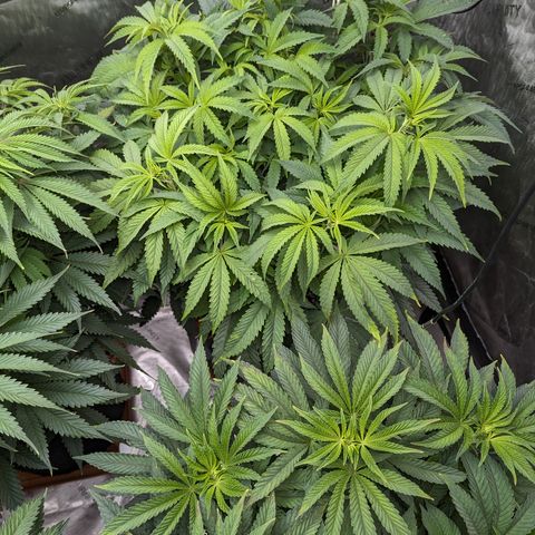 Permanent Marker x Gary Satan growlog timeline photo