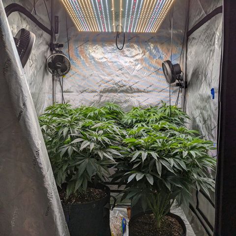 Permanent Marker x Gary Satan growlog timeline photo
