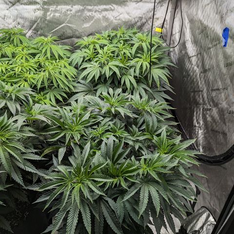 Permanent Marker x Gary Satan growlog timeline photo