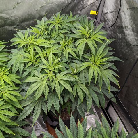 Permanent Marker x Gary Satan growlog timeline photo