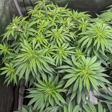 Permanent Marker x Gary Satan growlog timeline photo