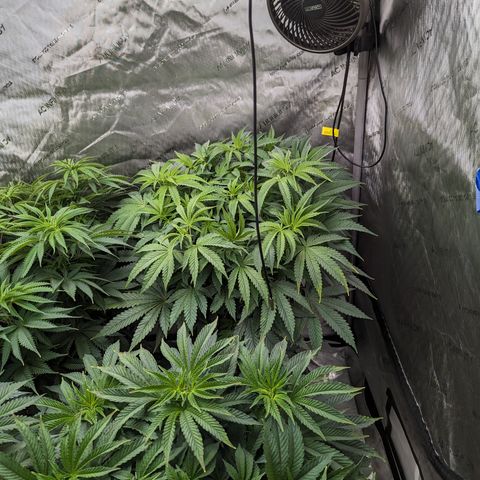 Permanent Marker x Gary Satan growlog timeline photo