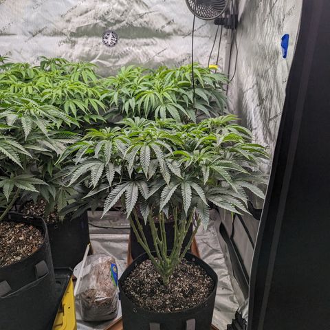 Permanent Marker x Gary Satan growlog timeline photo
