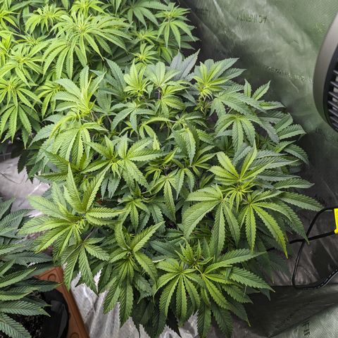 Permanent Marker x Gary Satan growlog timeline photo