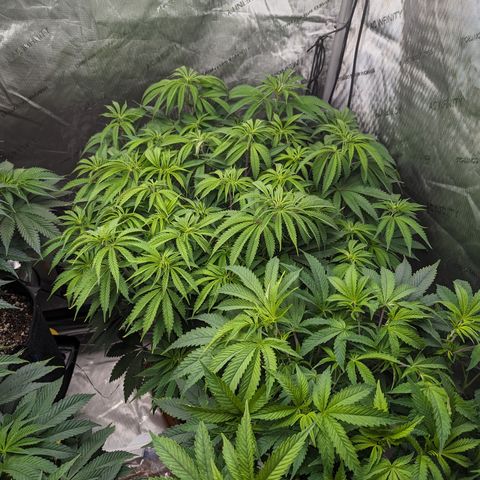 Permanent Marker x Gary Satan growlog timeline photo