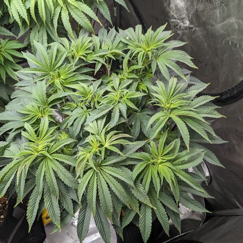 Permanent Marker x Gary Satan growlog timeline photo