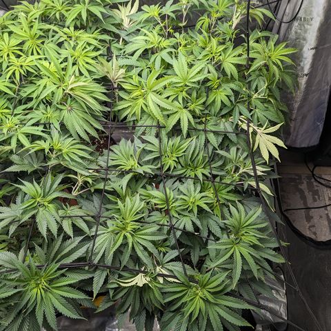 Permanent Marker x Gary Satan growlog timeline photo