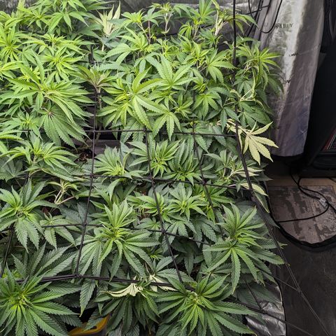 Permanent Marker x Gary Satan growlog timeline photo