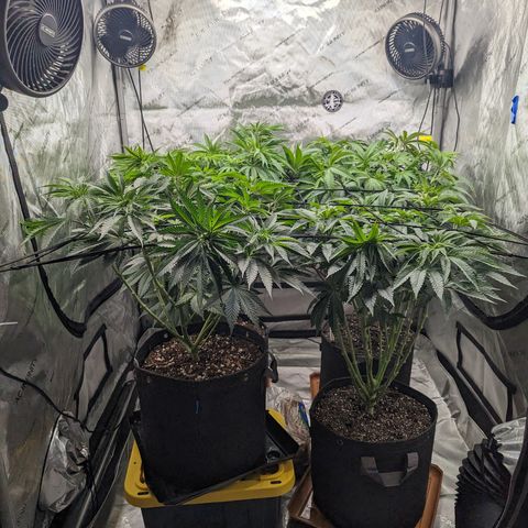 Permanent Marker x Gary Satan growlog timeline photo