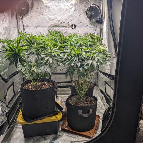 Permanent Marker x Gary Satan growlog timeline photo
