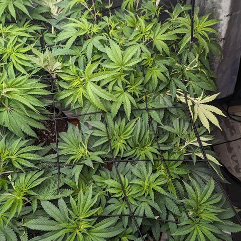 Permanent Marker x Gary Satan growlog timeline photo
