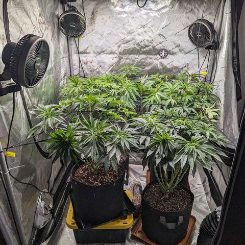 Permanent Marker x Gary Satan growlog timeline photo