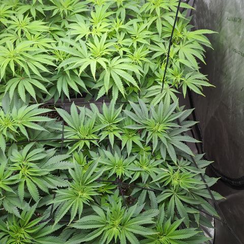 Permanent Marker x Gary Satan growlog timeline photo