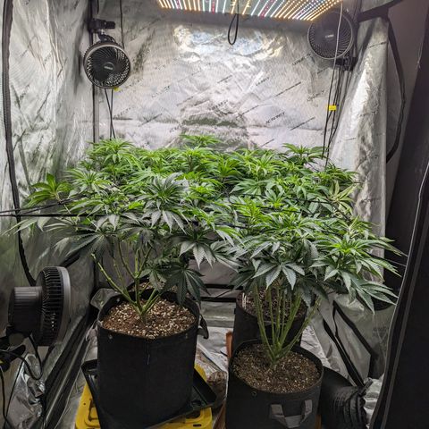 Permanent Marker x Gary Satan growlog timeline photo