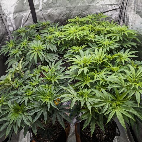 Permanent Marker x Gary Satan growlog timeline photo