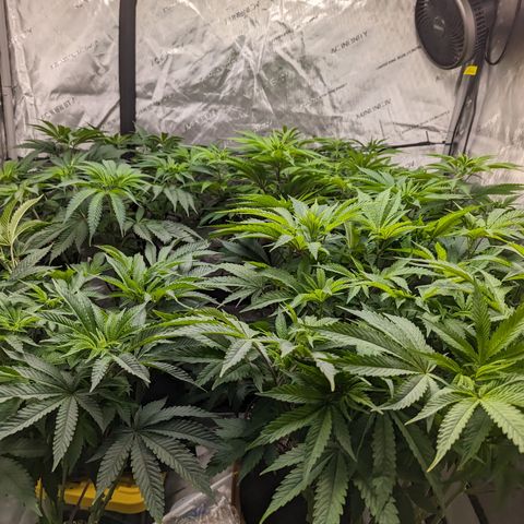 Permanent Marker x Gary Satan growlog timeline photo