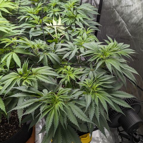 Permanent Marker x Gary Satan growlog timeline photo