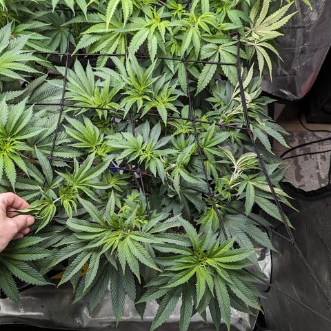 Permanent Marker x Gary Satan growlog timeline photo