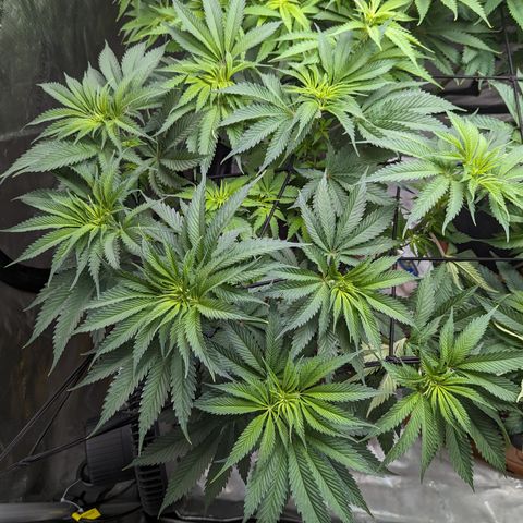 Permanent Marker x Gary Satan growlog timeline photo