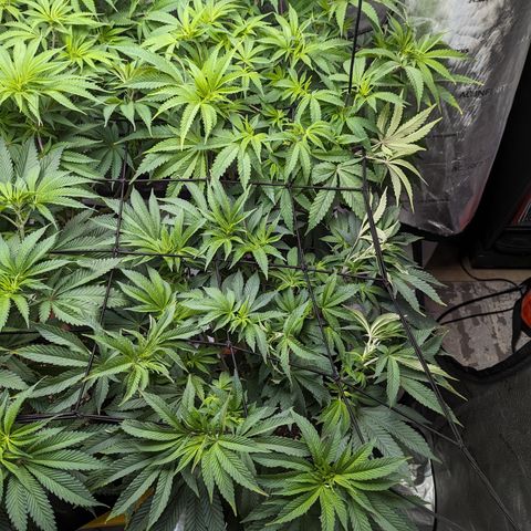 Permanent Marker x Gary Satan growlog timeline photo