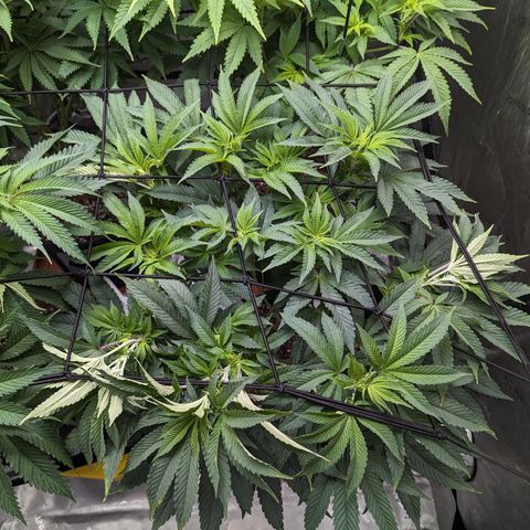 Permanent Marker x Gary Satan growlog timeline photo