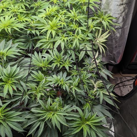 Permanent Marker x Gary Satan growlog timeline photo