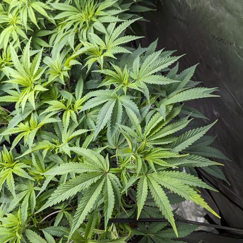Permanent Marker x Gary Satan growlog timeline photo