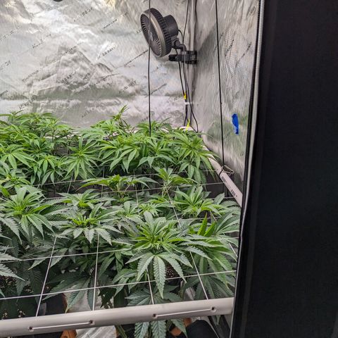Permanent Marker x Gary Satan growlog timeline photo