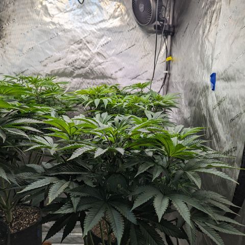 Permanent Marker x Gary Satan growlog timeline photo