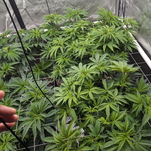 Permanent Marker x Gary Satan growlog timeline photo