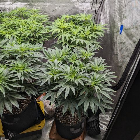 Permanent Marker x Gary Satan growlog timeline photo
