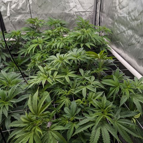 Permanent Marker x Gary Satan growlog timeline photo